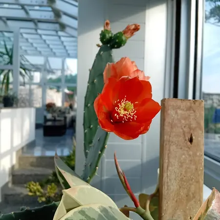 Biser ホテル パグ